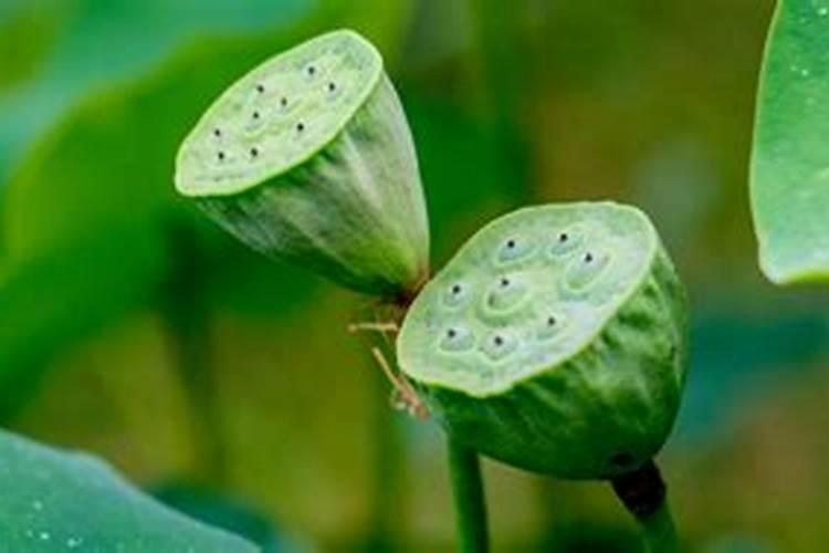 莲蓬施肥用氯化钾还是硫酸钾？