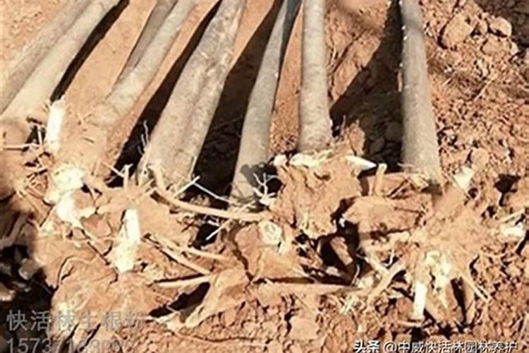 生根粉可以浇土里吗 生根粉能不能浇土里