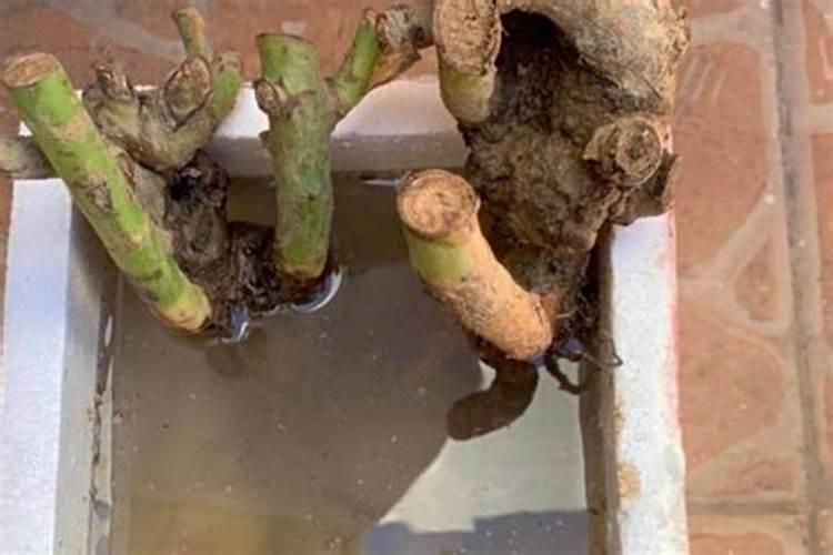 生根粉浇多了会烧根吗 生根粉会不会烧根