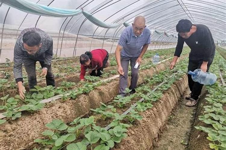 油菜什么时候喷施硼肥