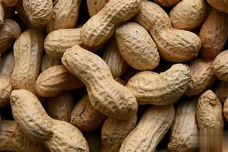 炒熟的花生怎么做花肥