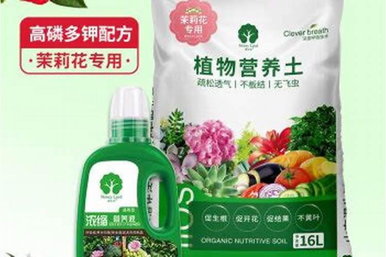 茉莉基肥用什么肥好