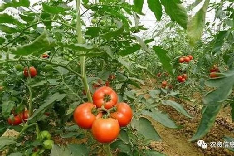 辣椒使用芭田水溶肥可以吗