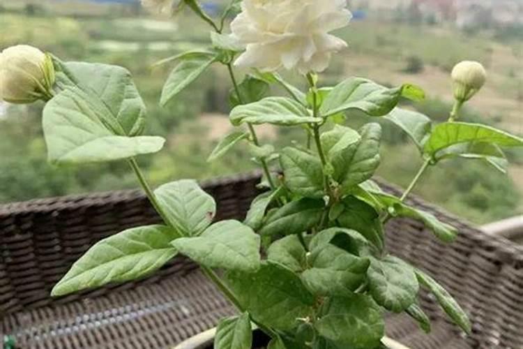茉莉花施肥方法,用什么肥好