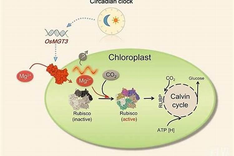 镁对植物的作用