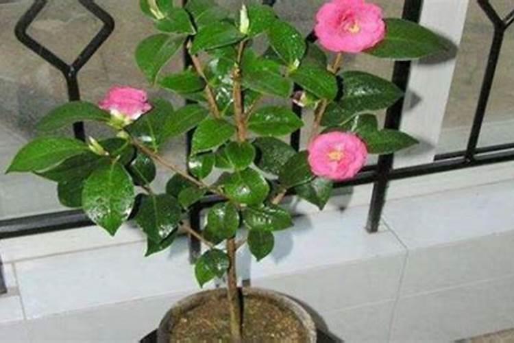 茶花开花时可以施肥吗