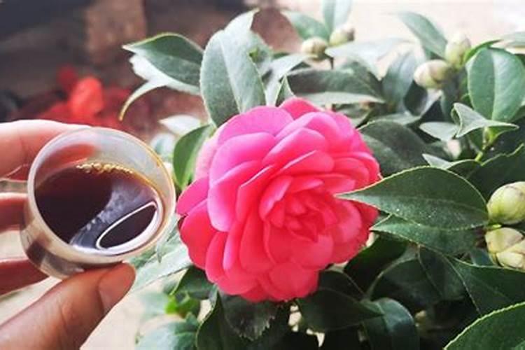 茶花开花期间能施肥吗