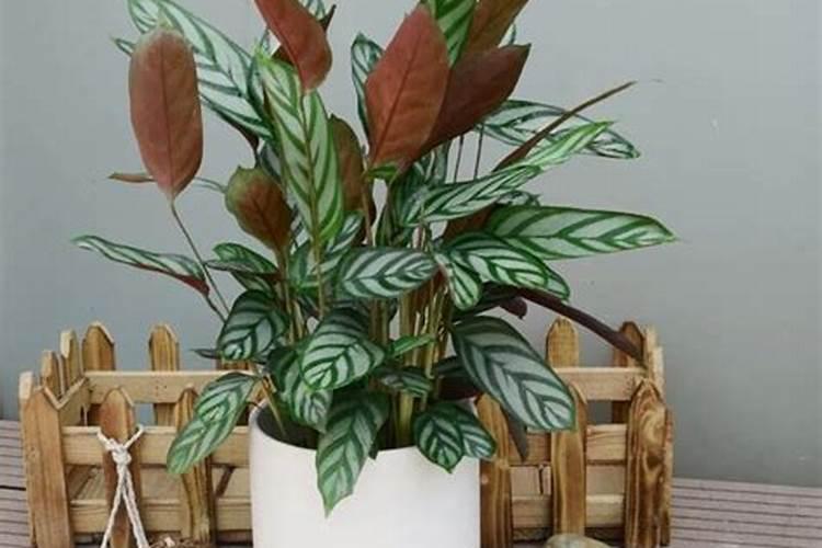 叶面喷施硼肥的最佳时间硼肥应该怎么用