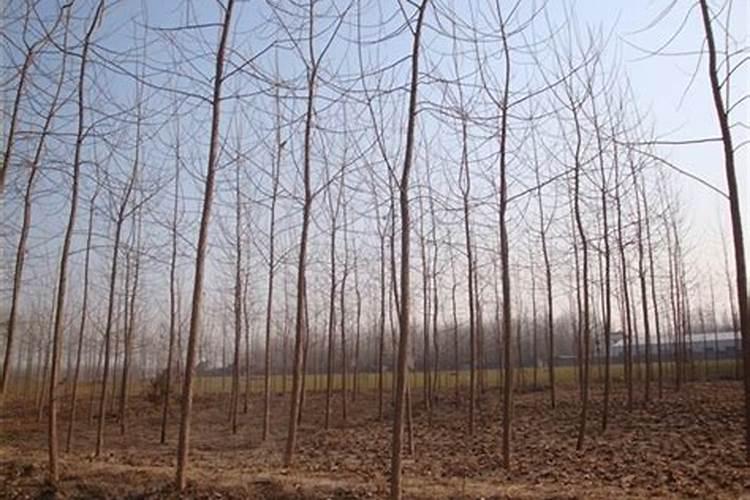 杨树冬季可以施肥吗