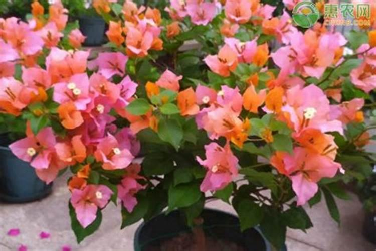 适合5月种的十种蔬菜