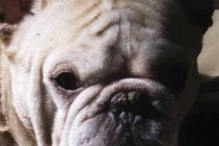 肾豆能在东北种植技术