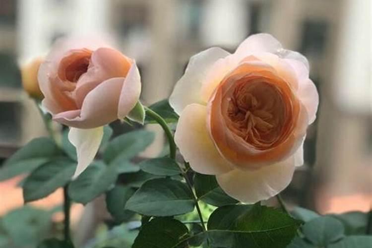 茂施聚氨酯包膜尿素怎么辨认真假