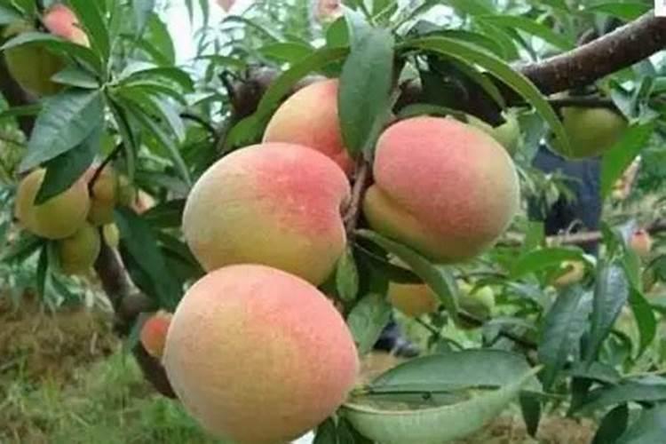 已发霉的馒头要如何正确使用