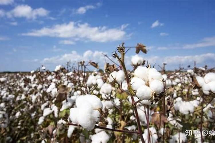 阴天打农药会影响效果吗