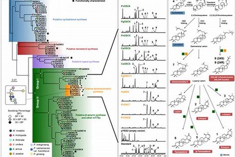 磷肥是指哪些肥料
