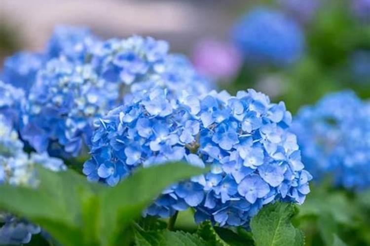 豆角开花期打什么叶面肥