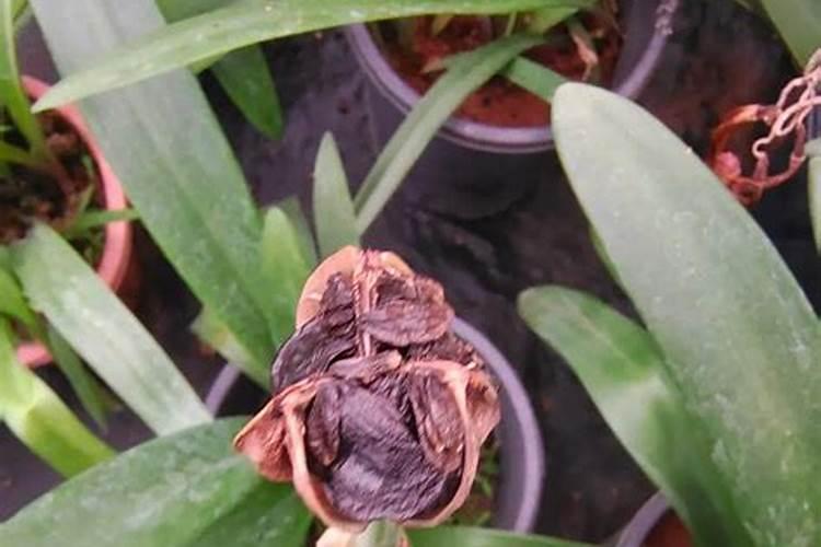 朱顶红叶子太长太大(我养的朱顶红叶子怎么那么长)