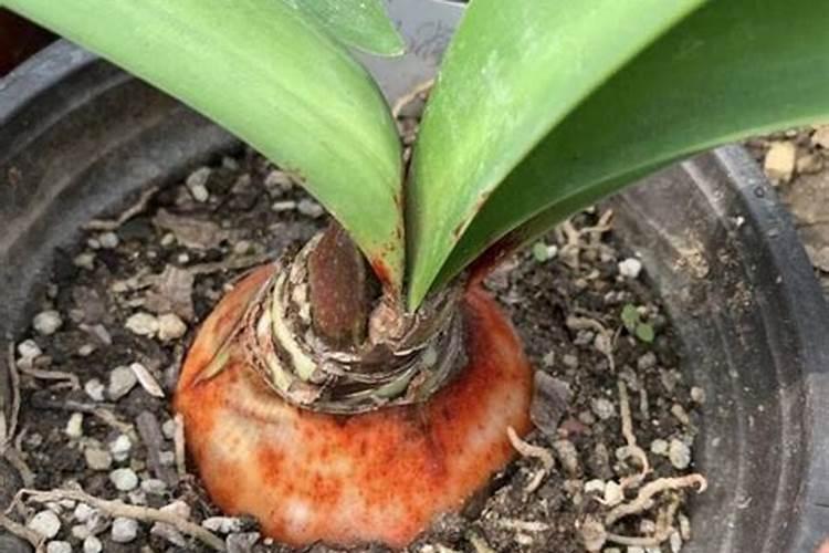 朱顶红的养殖方法和注意事项