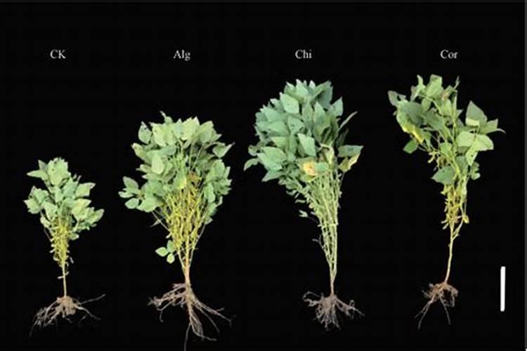 土豆和红薯最怕什么肥料？最喜欢什么肥料？