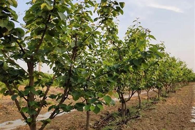 梨树一亩地一万袋用多少化肥？