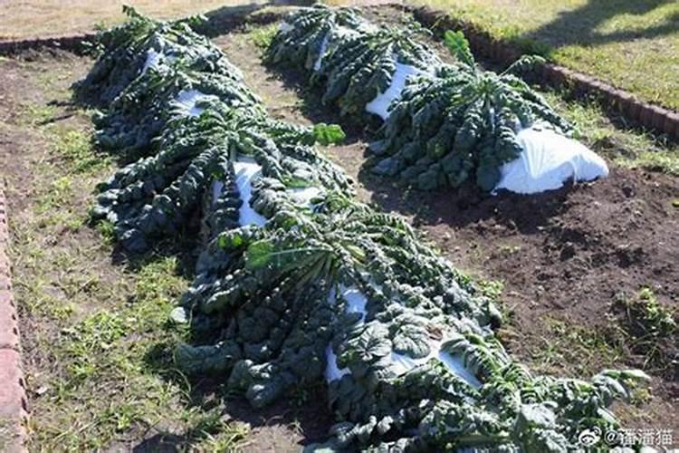 火山灰有什么用途？