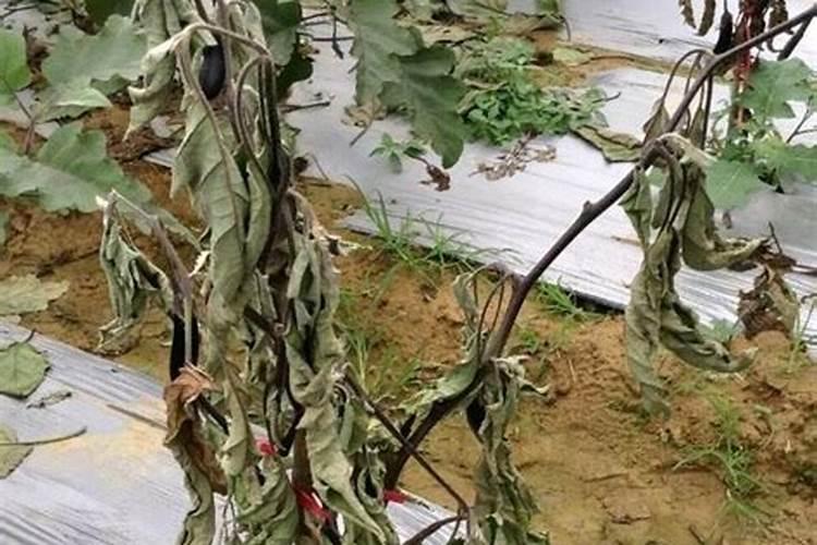 花肥有那些生产厂家,那个厂家质量最好,是品牌产品？