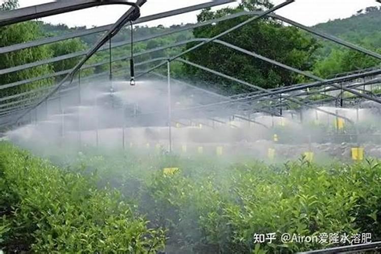 水溶性磷肥有哪些