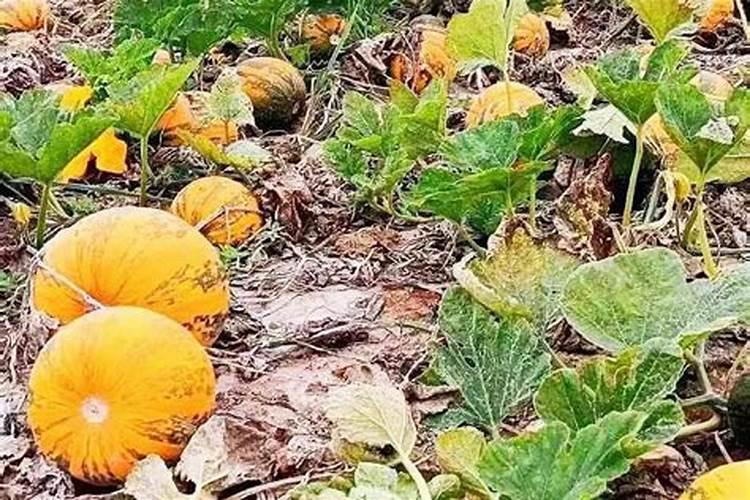 黄瓜初瓜期施什么肥料