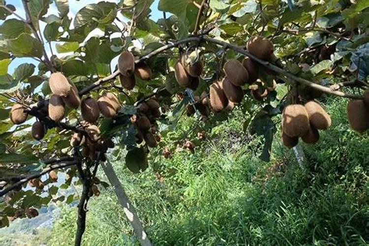 东北种粮大户一年收入多少