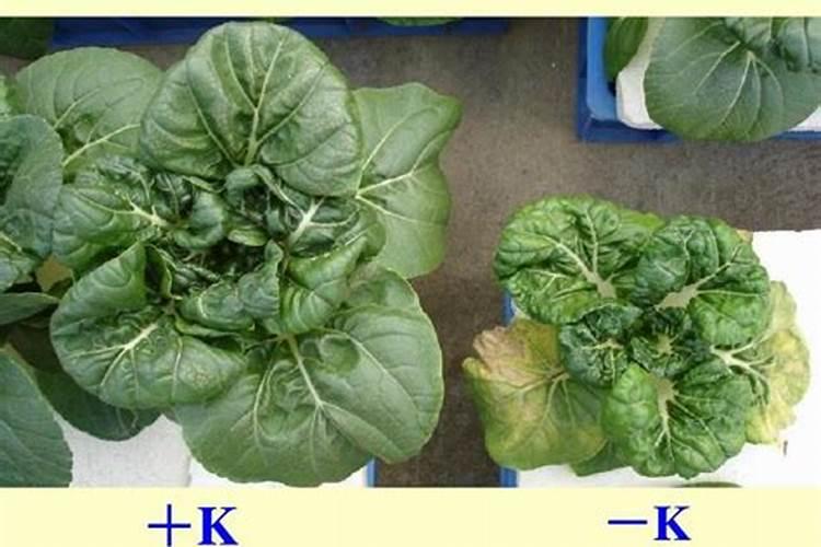 可以解释下磷酸二氢钙是什么吗