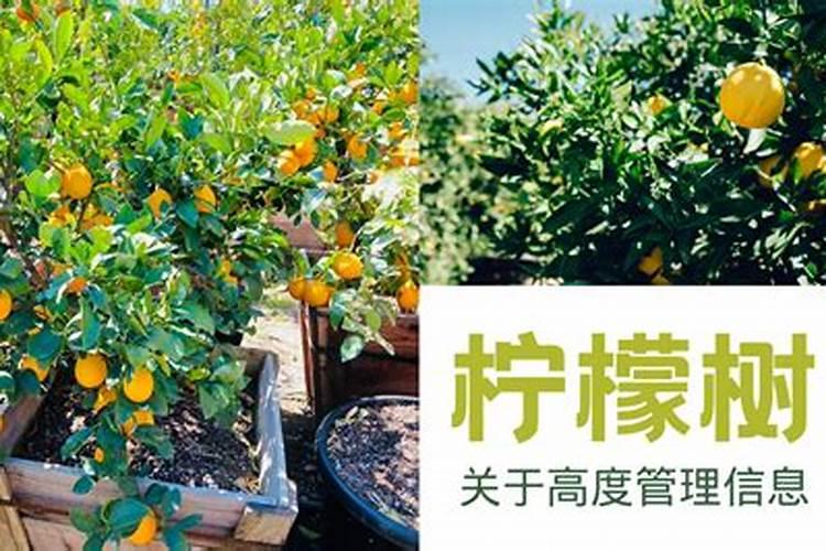 柠檬树需要施什么肥料？