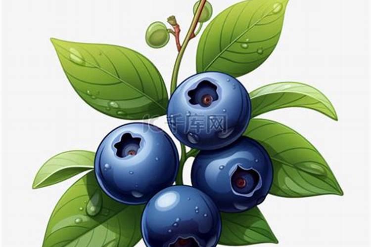 葡萄施肥注意事项？