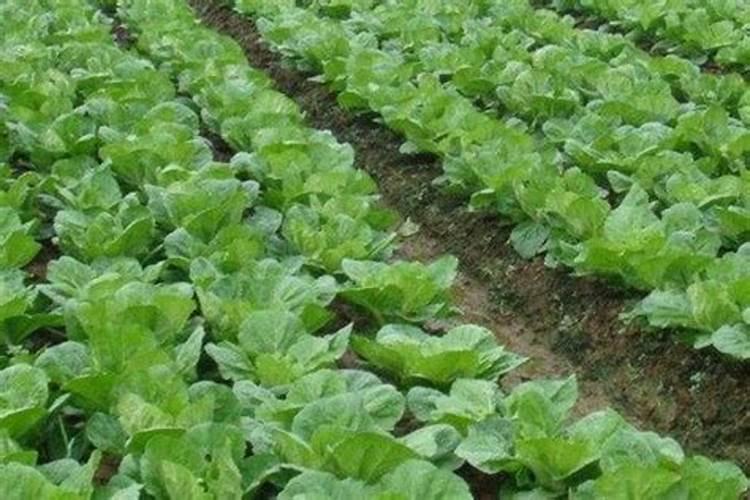 控释肥适合什么花