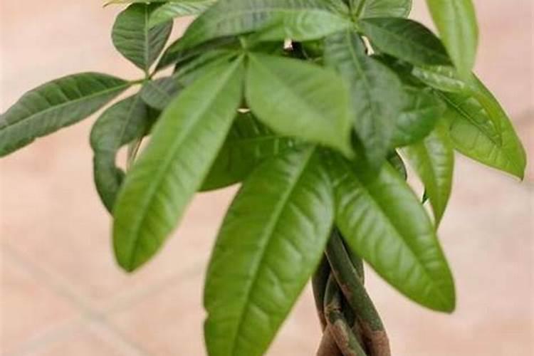 发财树多久施一次肥 施什么肥最好