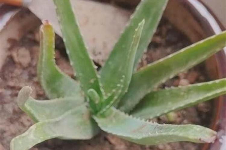 烂菜叶能当肥料使吗