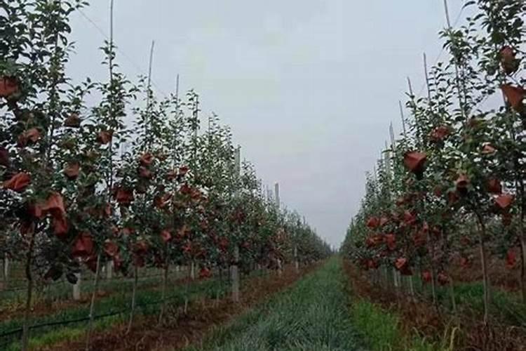 果树肥料科学使用方法 需要怎么施肥