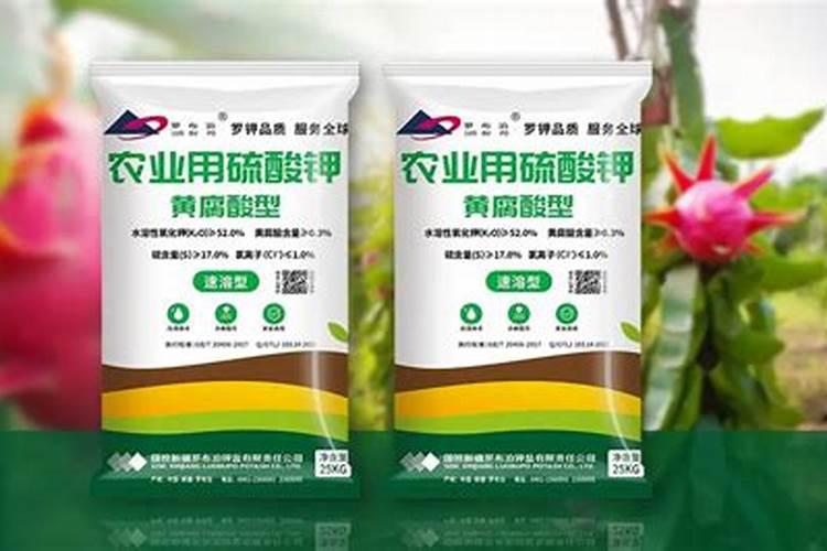 火龙果坐果期要施什么肥