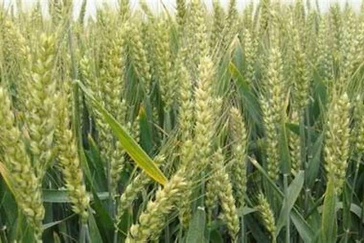 小麦喜欢硫酸钾还是氯化钾 小麦用硫酸钾还是氯化钾