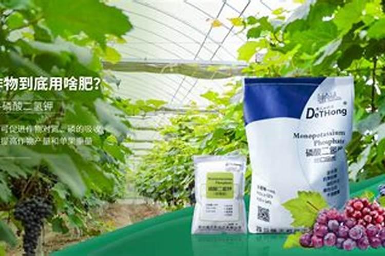 种生姜需要什么肥料