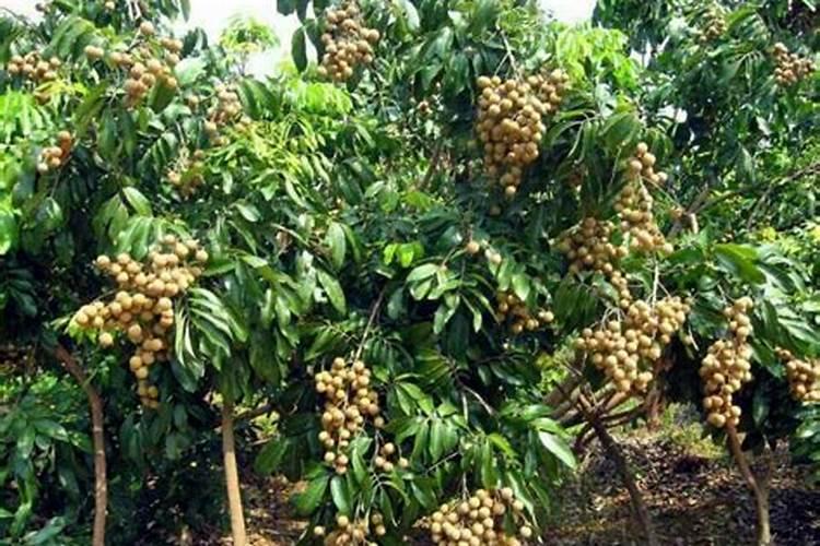 小黄姜种植技术和管理