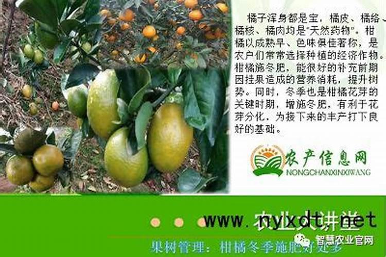 柑橘转色采收期如何施用水溶肥,颜值高品质才能更好