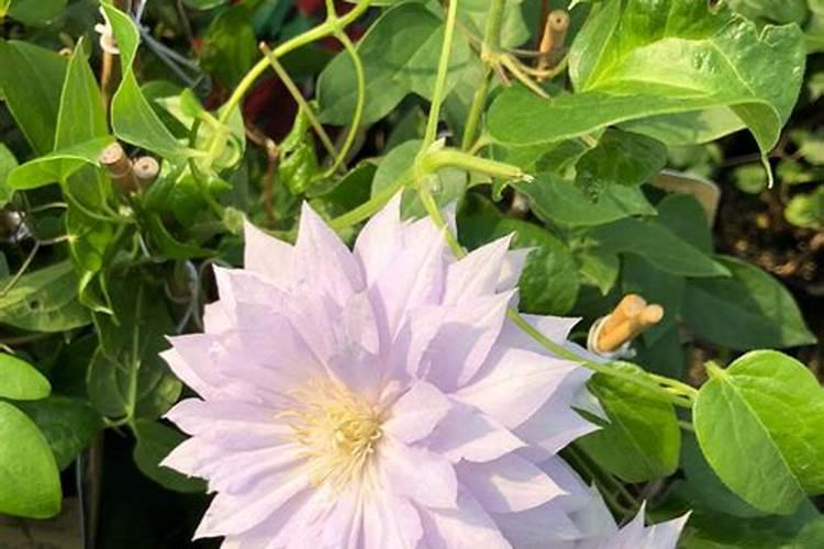 柴胡用什么化肥壮根