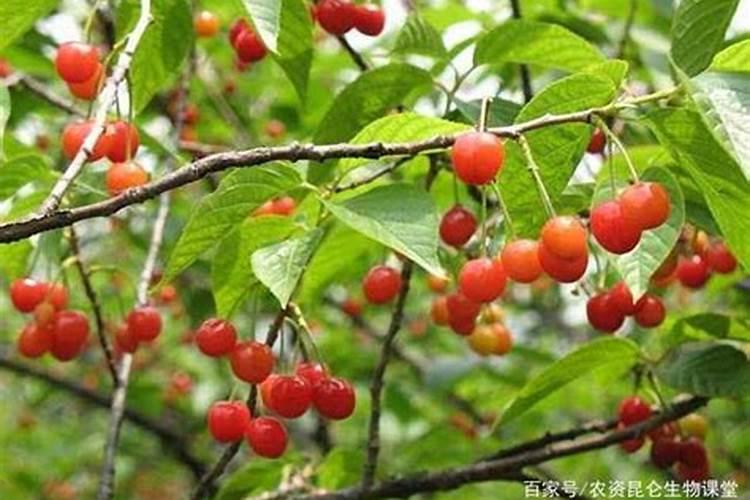 微生物农药能否和化学农药混合使用？