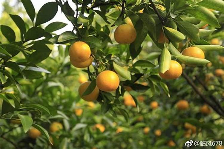 柑橘专用水溶肥什么牌子好？水溶肥哪个厂家好？水溶肥少不了根小子!百...