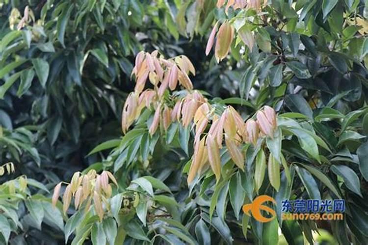 山楂树施什么肥最好