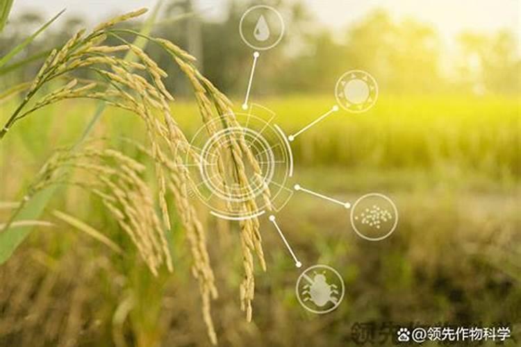 叶面肥有什么优势使用有什么好处