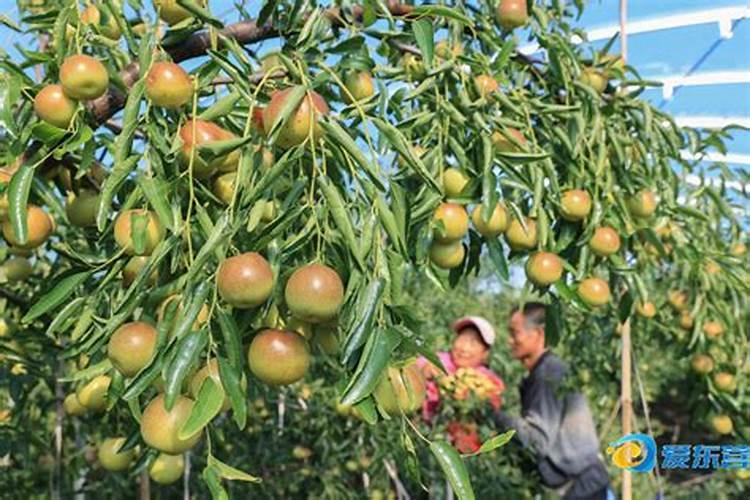 木槿花掉叶子的原因