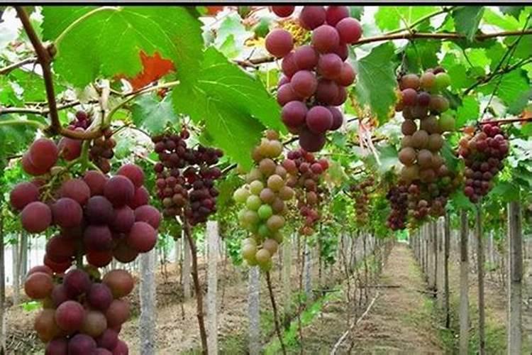 水溶肥知名品牌有哪些？