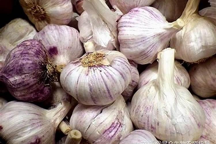 月季枯叶病怎么治