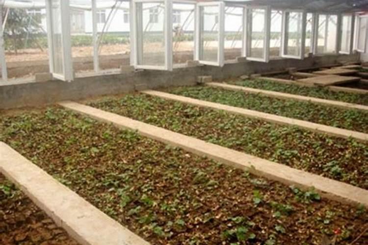 菜籽饼如何发酵成花肥